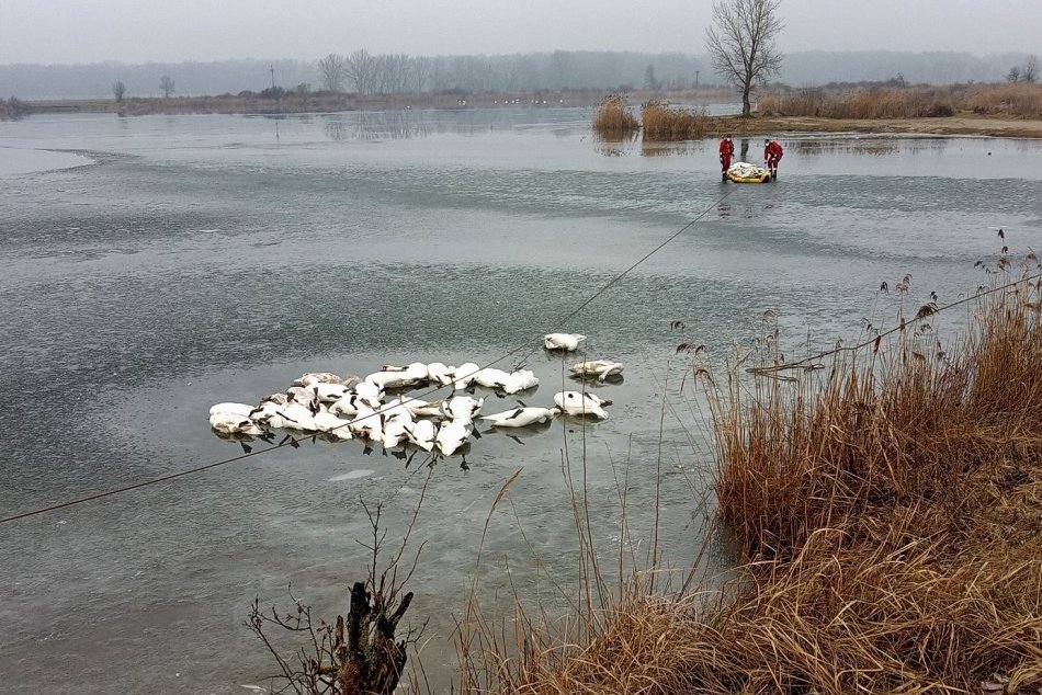 Vtáčia chrípka zabila 70 labutí