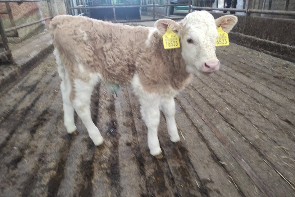 Prvé teliatka cementárok