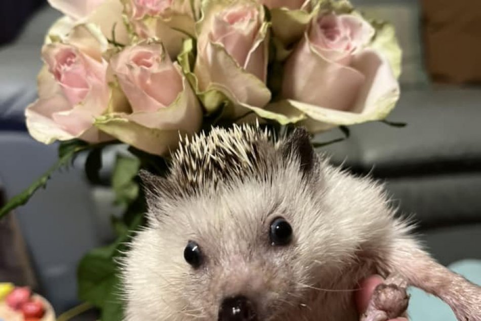 V OBRAZOCH: Rozkošné domáce zvieratká Lučenčanov