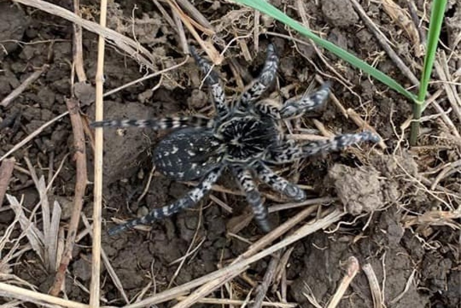 Strehúň škvrnitý