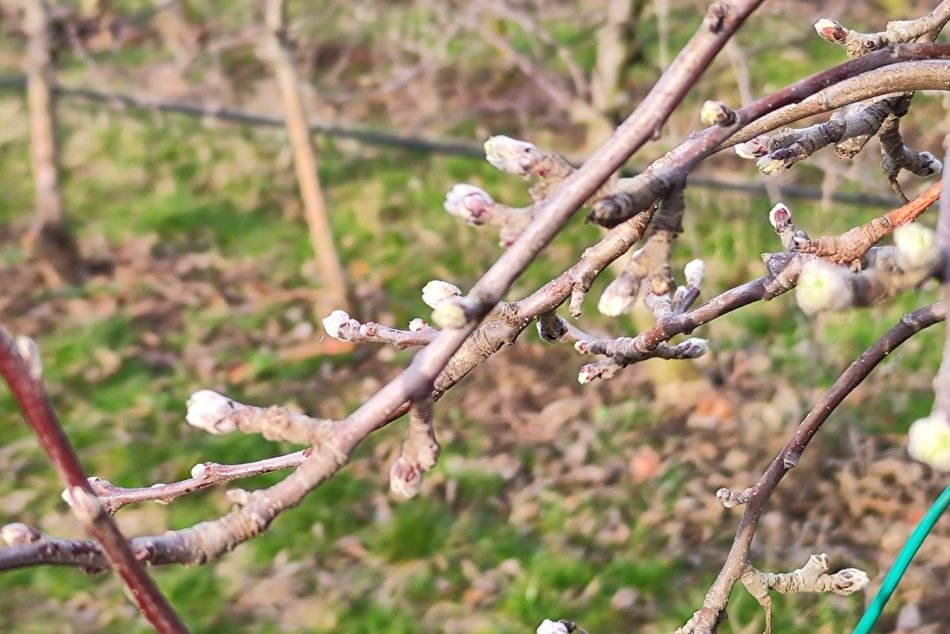Stromy majú JAR: Na Slovensku zakvitli marhule už vo februári, FOTO