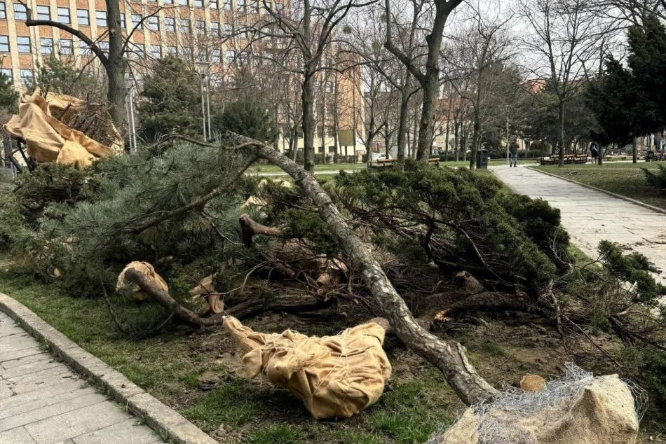Odstránená zeleň na Kollárovom námestí