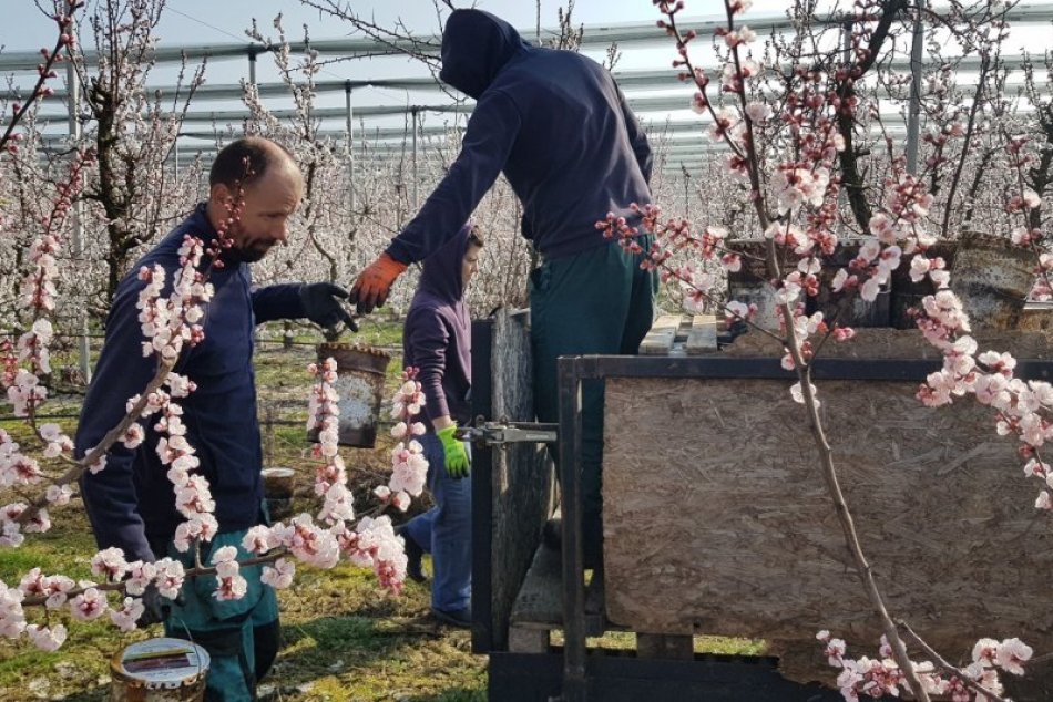Ovocinári sa obávajú nočných MRAZOV: V sadoch rozmiestnili nádoby s parafínom