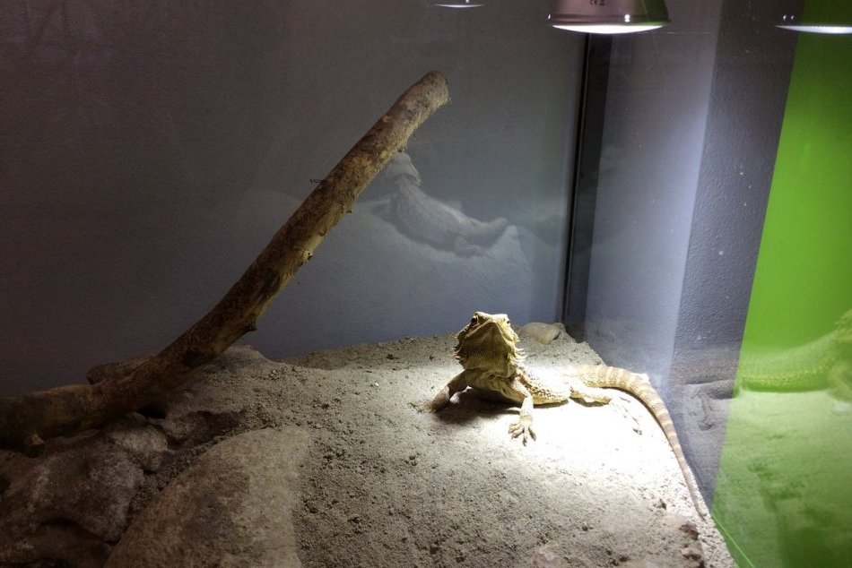 Vo viváriu v Nitre otvorili má nové priestory: Domov tu našli chameleóni aj vara