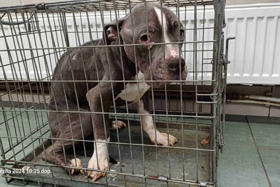 Z bytu zachránili na kosť vychudnutého psa