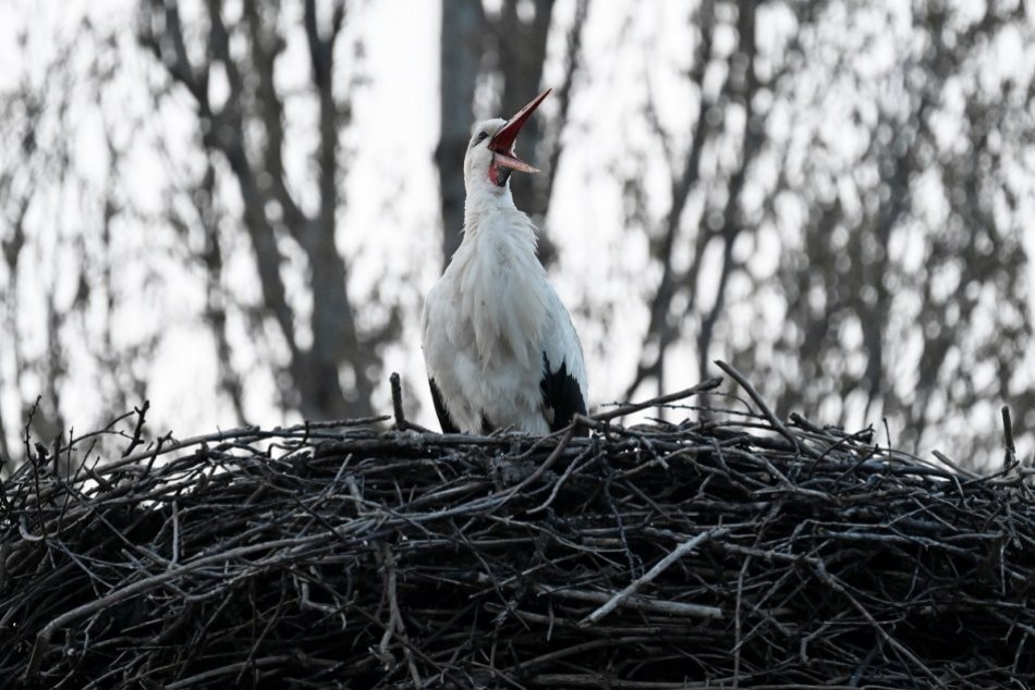Bocial v hniezde v Trnave - časti Oravné