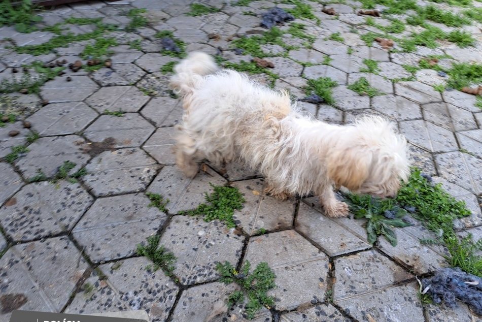 Muž odcestoval za prácou do Maďarska, doma nechal svoje psy