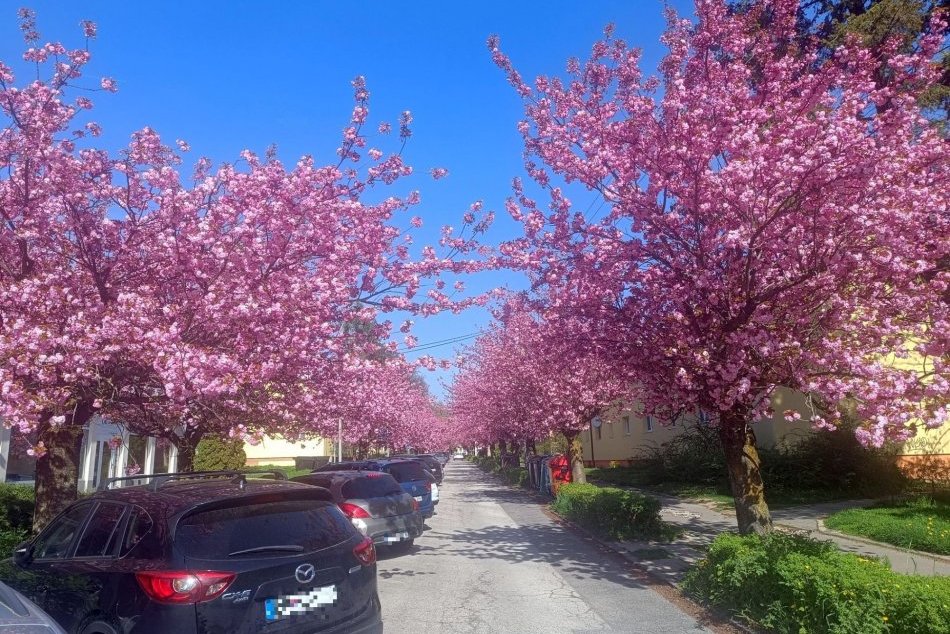 V OBRAZOCH: Najkrajšia bystrická ulica rozkvitla už začiatkom apríla