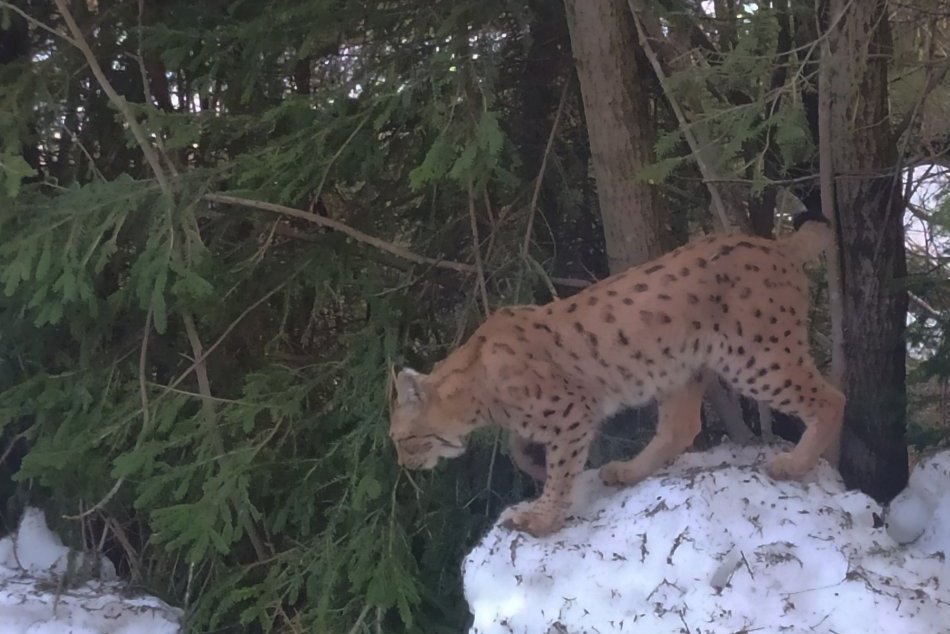 Anna narazila v Tatrách na rysa