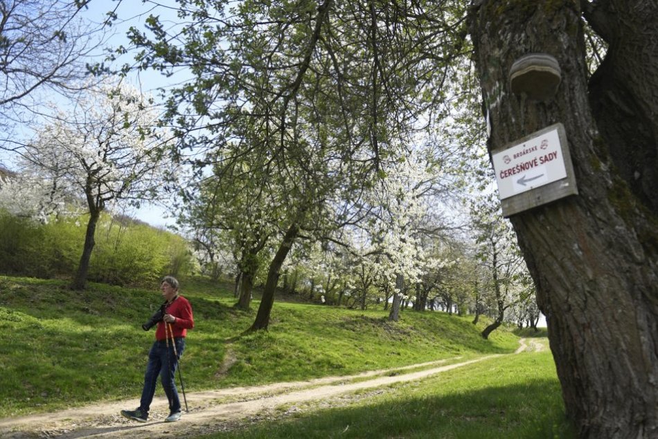 Rozkvitnuté čerešňové stromy v obci Brdárka