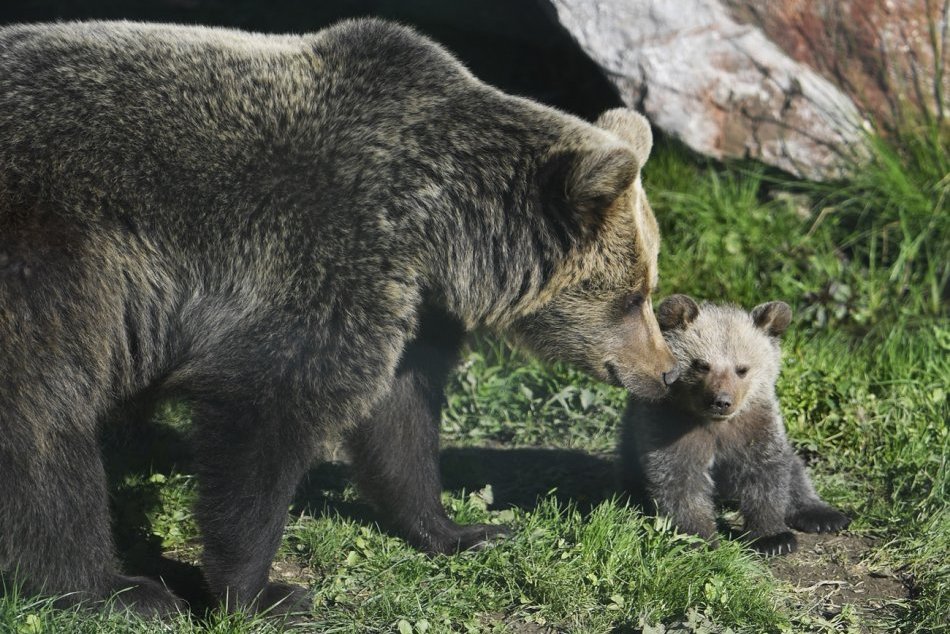 Malé medvieďa Ares v košickej ZOO