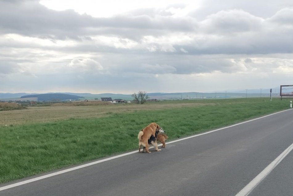 Traja havkáči sa na ceste postarali o kurióznu situáciu