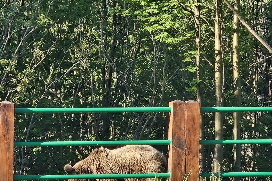 Medveďa videli tentoraz na odpočívadle vo Vyšných Hágoch