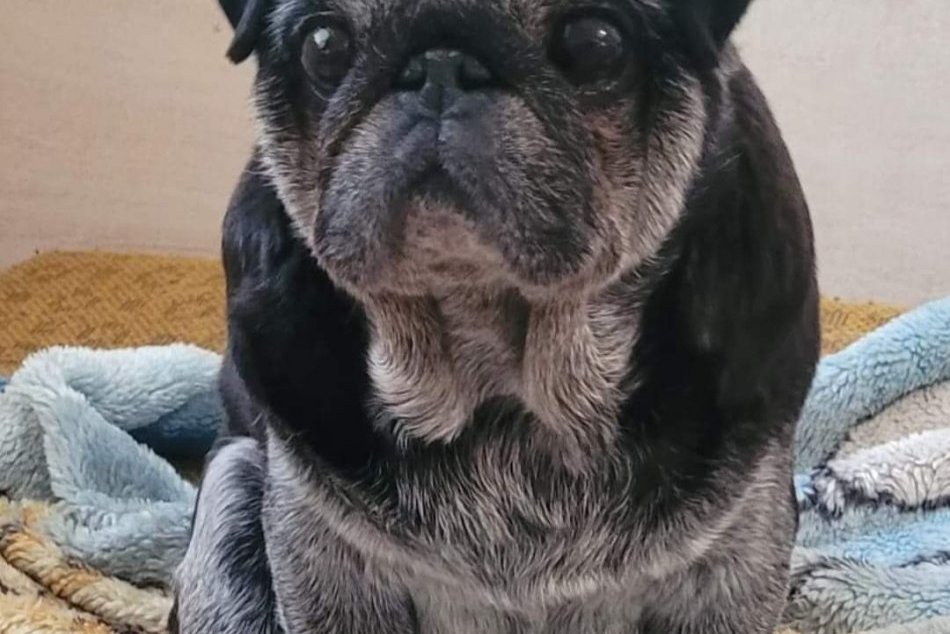 Videli ste niekde strateného psíka Diega?