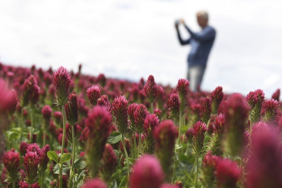 Krásne purpurové pole pod Tatrami láka turistov