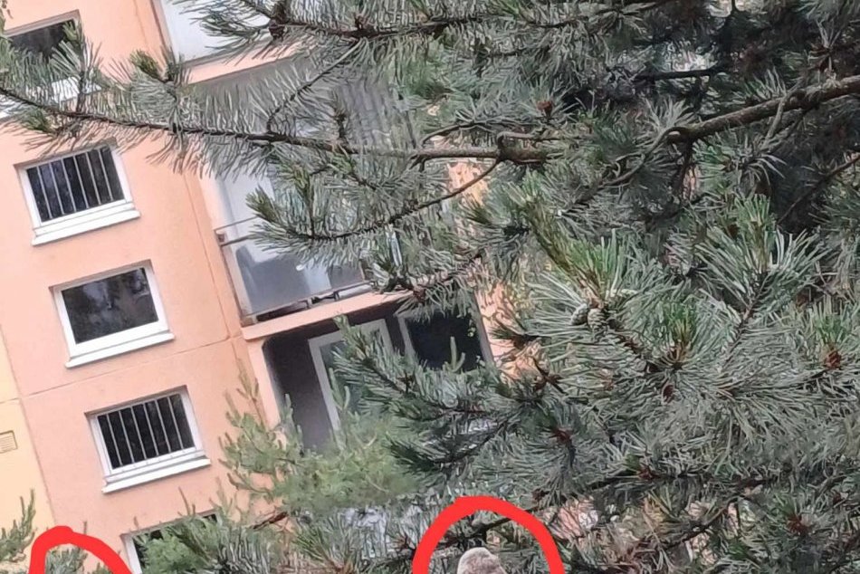 Myšiarka ušatá dáva najavo hlad, Prešovčania to vnímajú citlivo