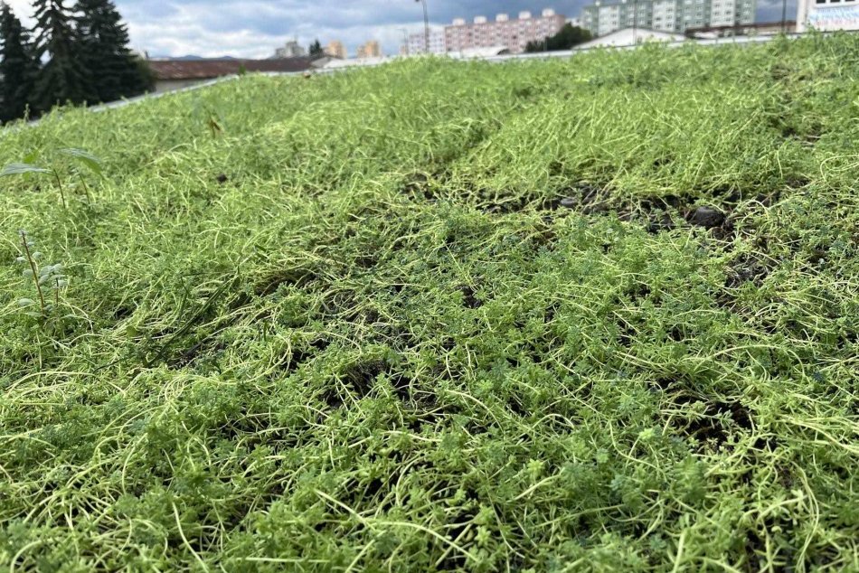 V OBRAZOCH: Živé strechy v Žiari nad Hronom