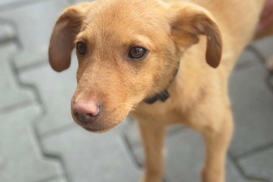 V OBRAZOCH: Psík zachránený v areáli banskobystrickej nemocnice