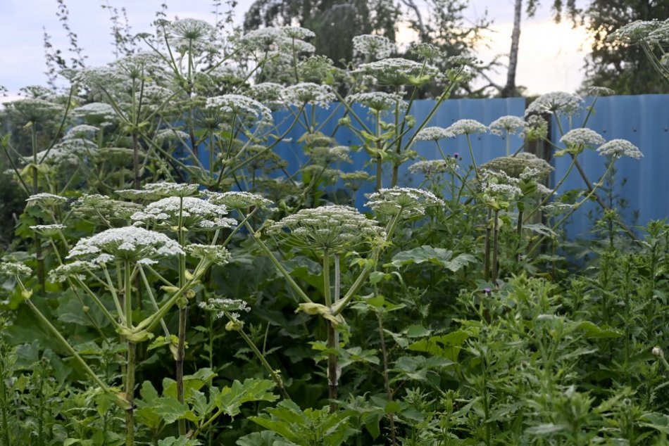 Boľševník obrovský pri Sobranciach