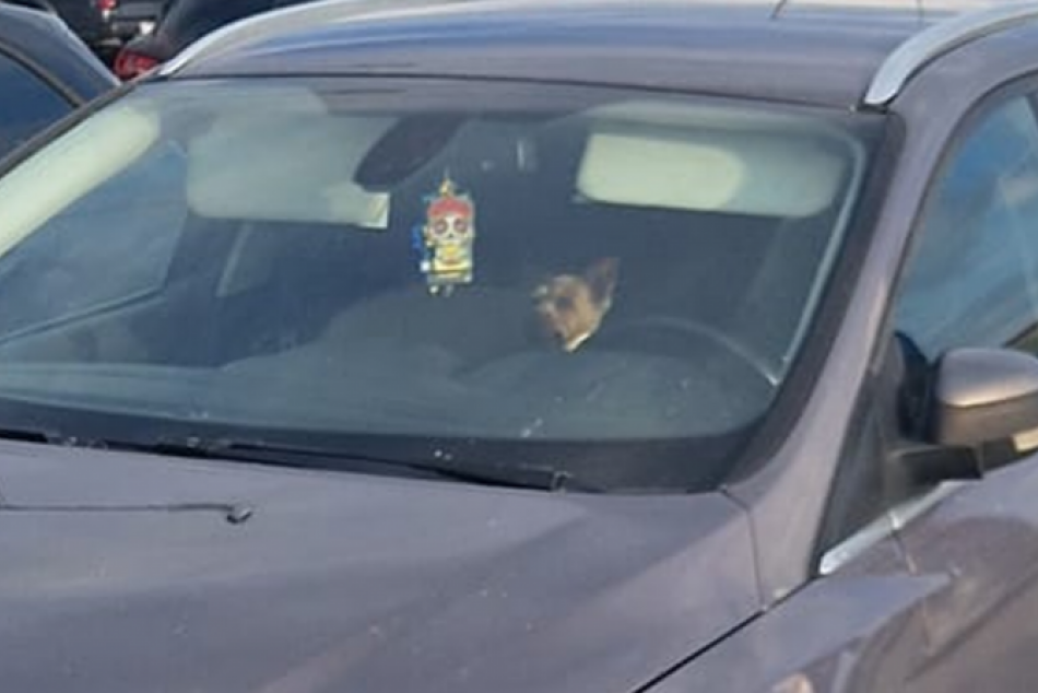 Psík musel v rozpálenom aute prežívať poriadne nepríjemnosti