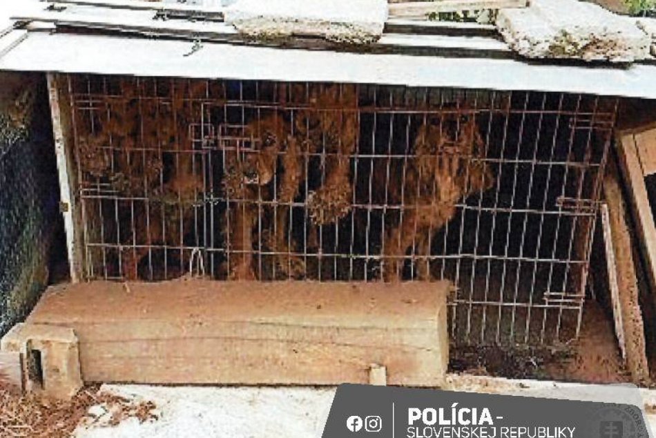 Muž choval psy v otrasných podmienkach