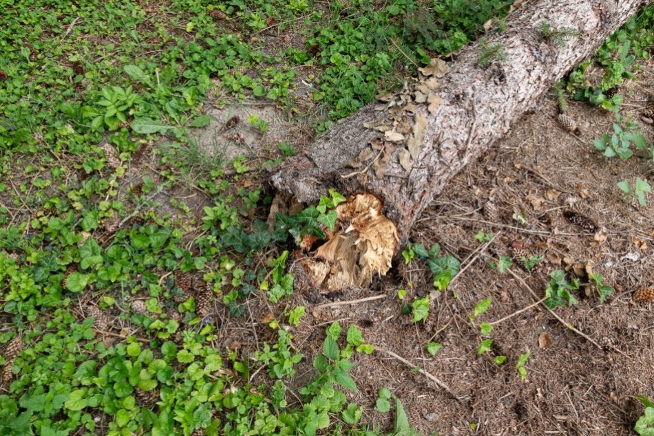 Obyvateľov Nitry trápia po búrkach polámané stromy