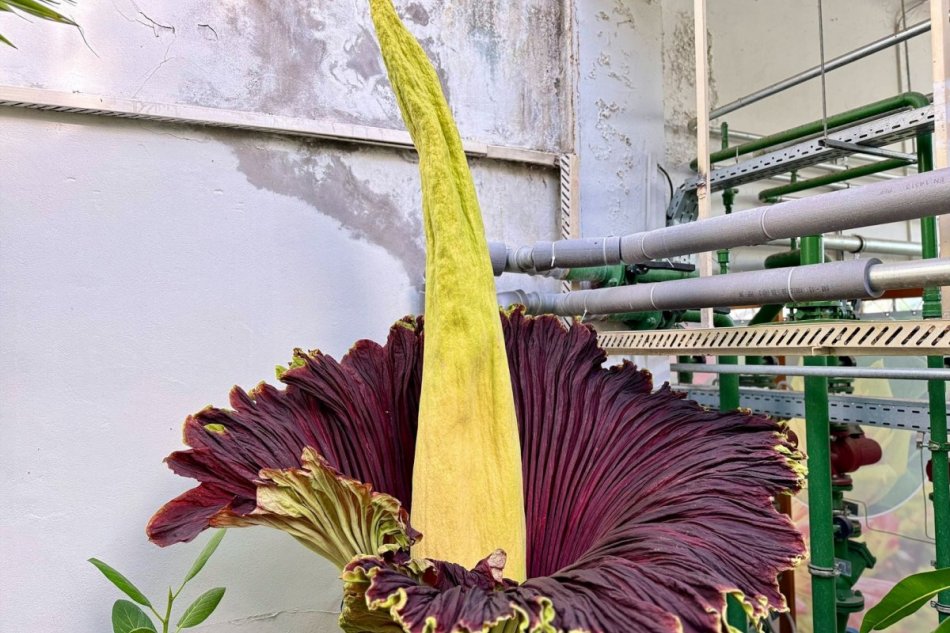 V Bratislave kvitol mimoriadne vzácny kvet