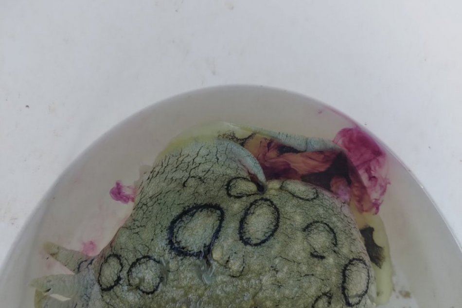 V Chorvátsku objavili tvora, ktorý by tam nemal žiť