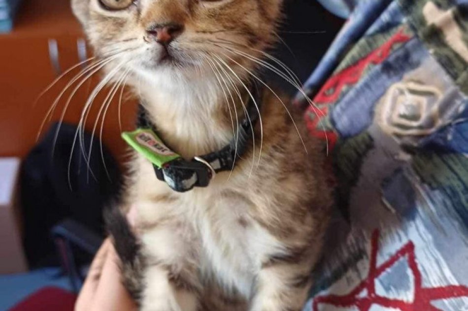 V OBRAZOCH: Hľadá sa majiteľ malého kocúrika