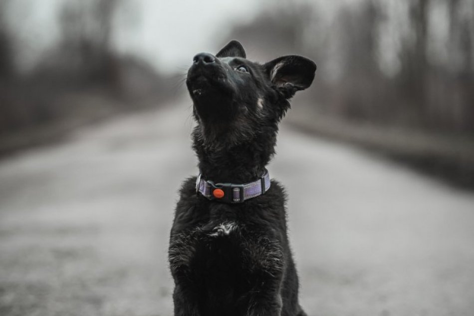 Nová posila v polícii - Dart