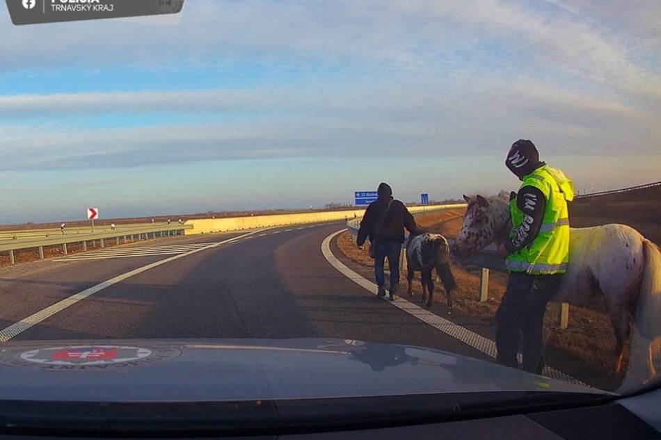 Majitelia sa s poníkmi vybrali na diaľnicu