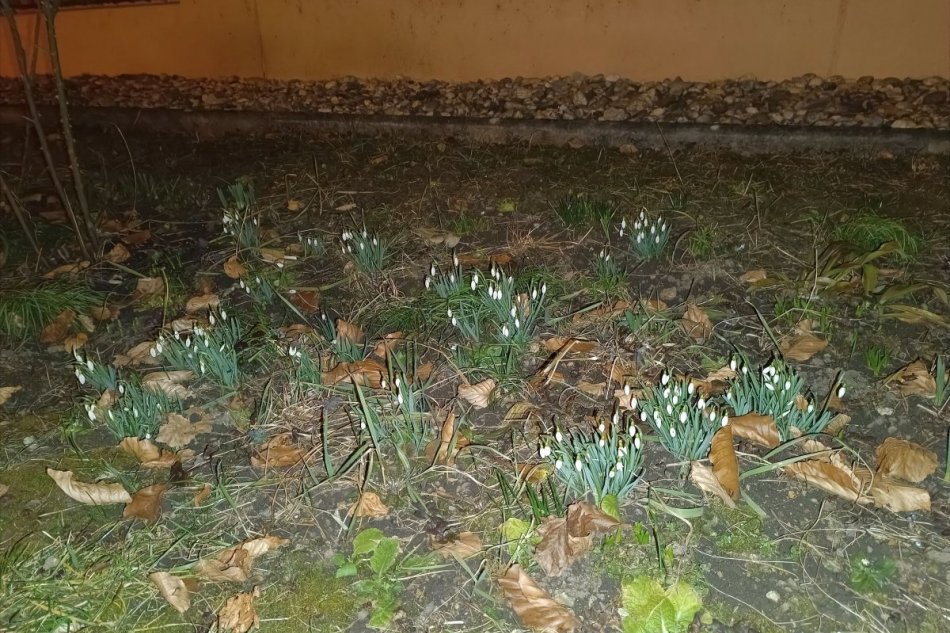 V OBRAZOCH: V Banskej Bystrici vykukli prví poslovia jari