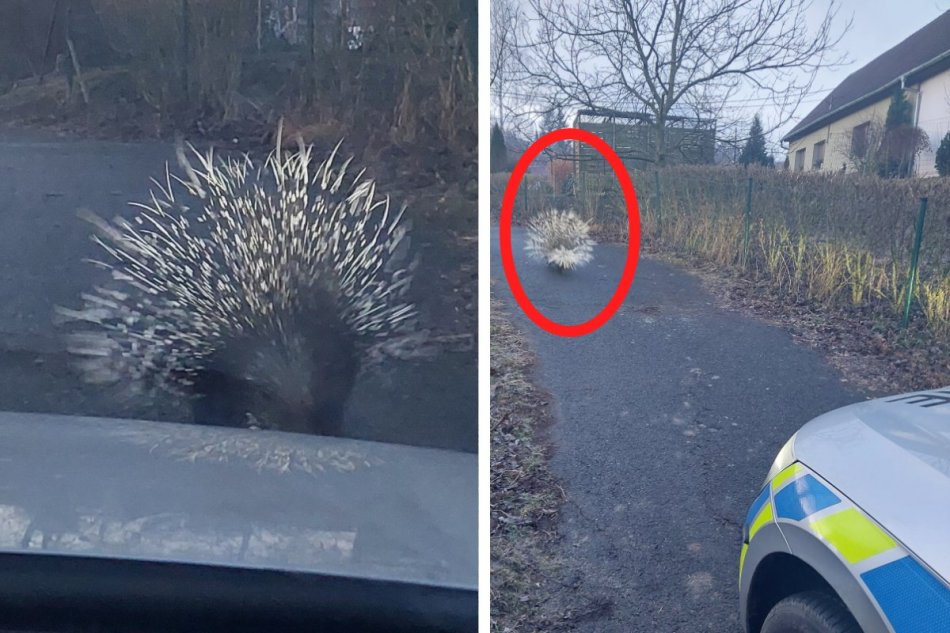 Muža počas prechádzky prekvapil dikobraz