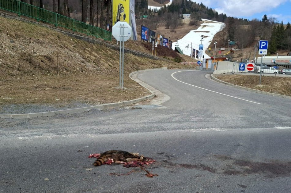 Medvedík čistotný zrazený na Donovaloch