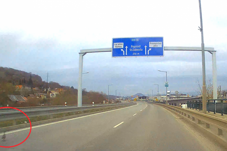 Na ceste v Prešove nás prekvapila kačica