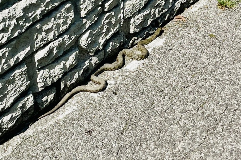 Užovka fŕkaná v Nitre