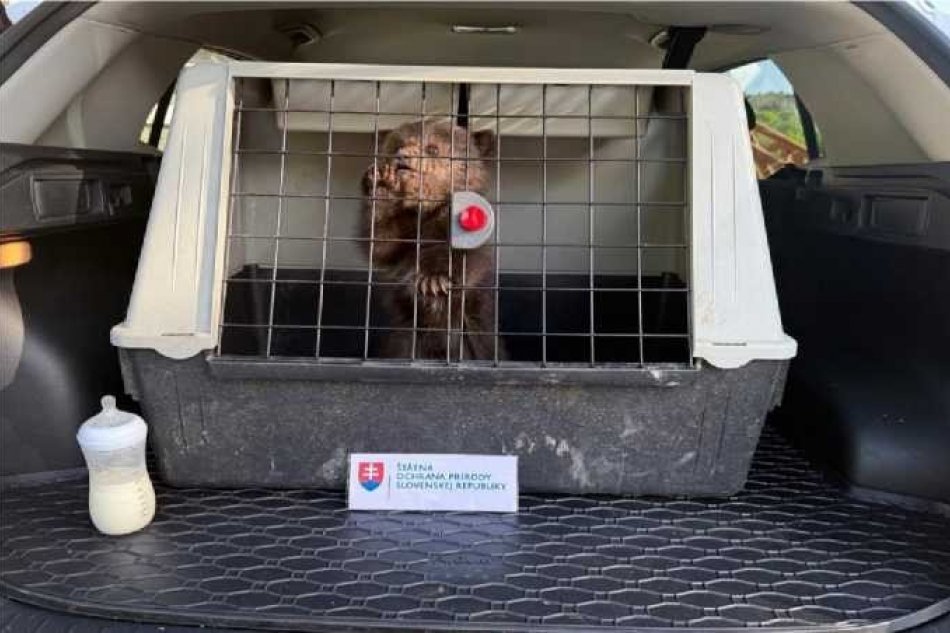 V OBRAZOCH: Národná zoologická záhrada Bojnice prijala mláďatá medveďa hnedého