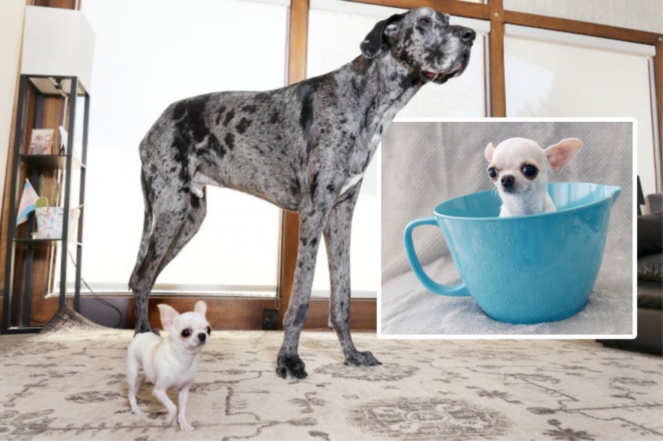 Stretnutie najväčšieho a najmenšieho psa na svete