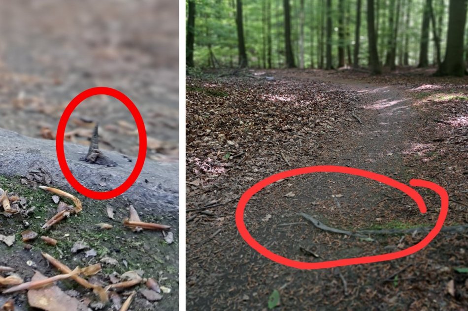 V lese niekto nastražil oceľové hroty