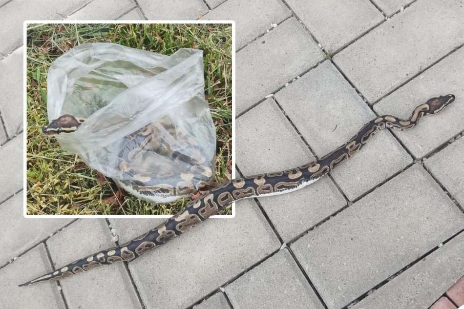 Žena na cintoríne objavila polmetrového pytóna