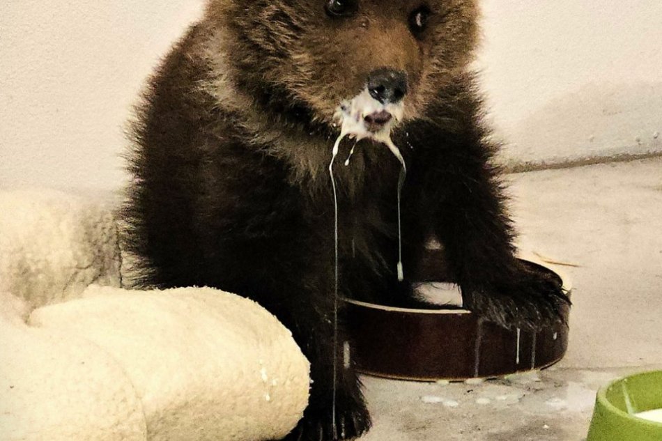 V OBRAZOCH: Do Národnej zoo Bojnice pribudla medvedia samička