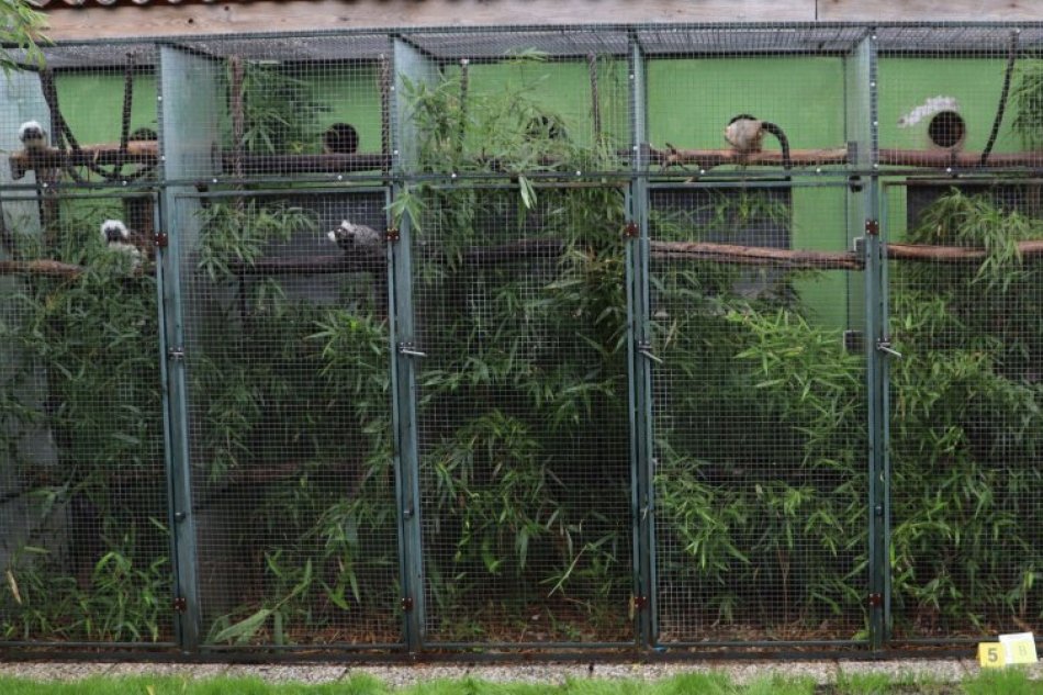 Nelegálny chov opíc