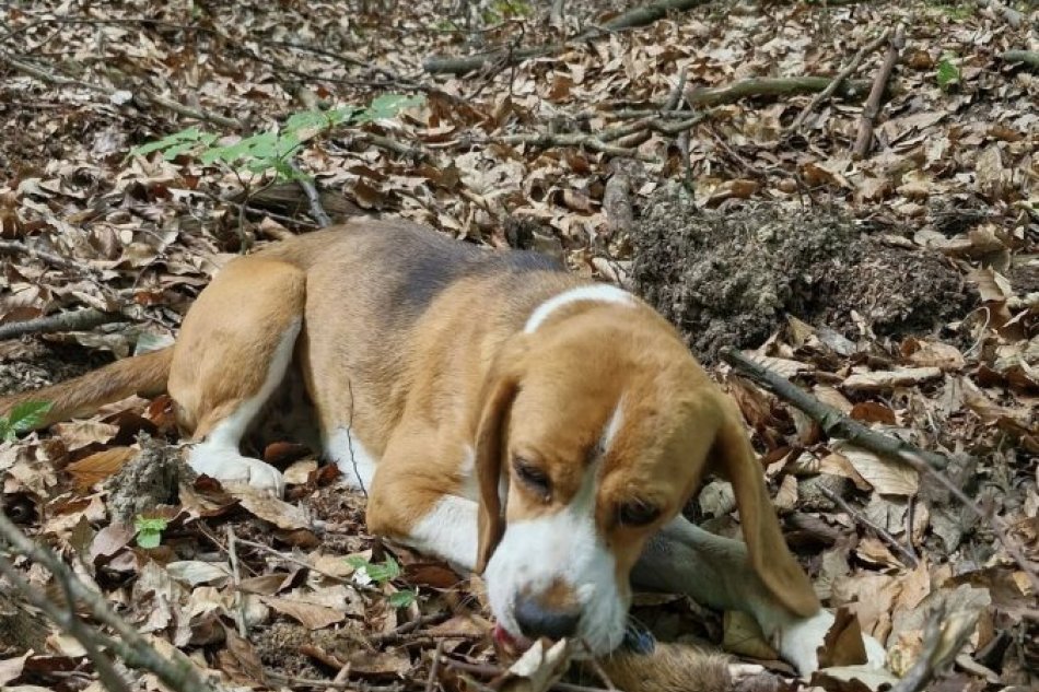 Turisti - záchranári psov