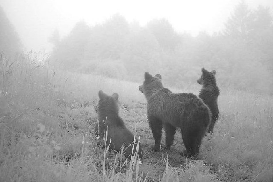 V OBRAZOCH: Divá zver v Riečke a okolí