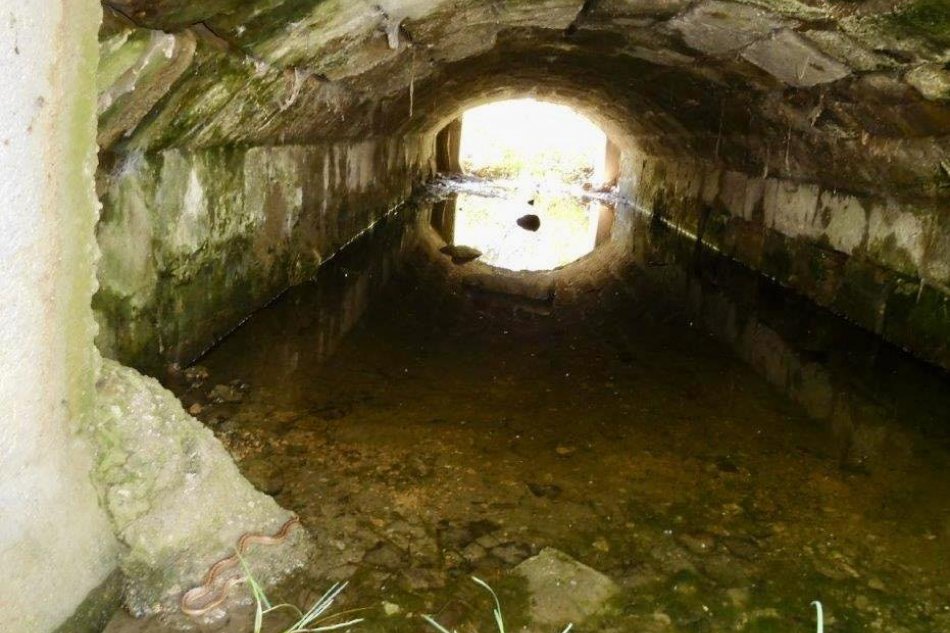 V OBRAZOCH: Cestári narazili na jedovatého hada