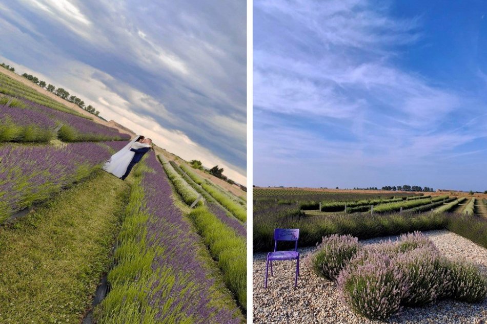 Levanduľové kráľovstvo Streda nad Bodrogom