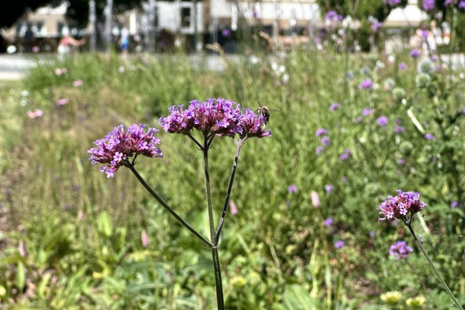V OBRAZOCH: Nové záhony trvaliek v Banskej Bystrici