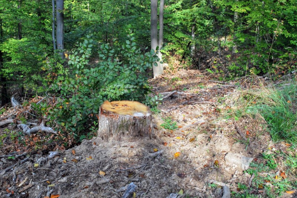 V OBRAZOCH: Nelegálny výrub 388 stromov