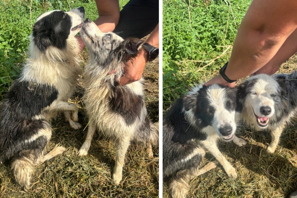 Policajti zachránili zatúlaných psíkov