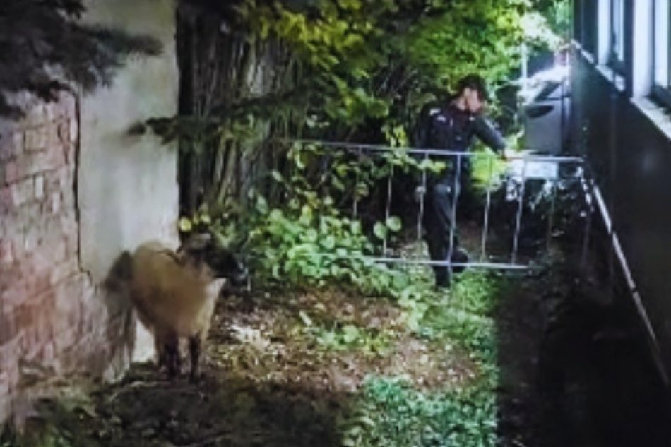 V OBRAZOCH: Policajti zachraňovali barana